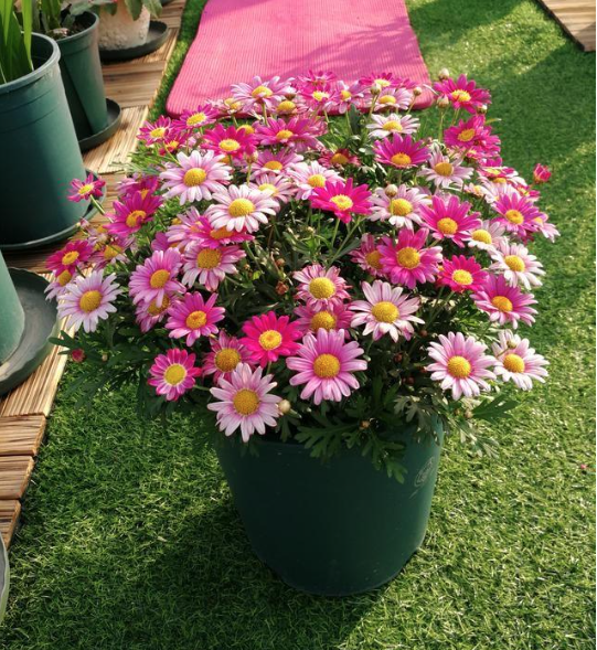 成都同城绿植花卉销售玛格丽特花粉色菊花四季开花花园阳台露台