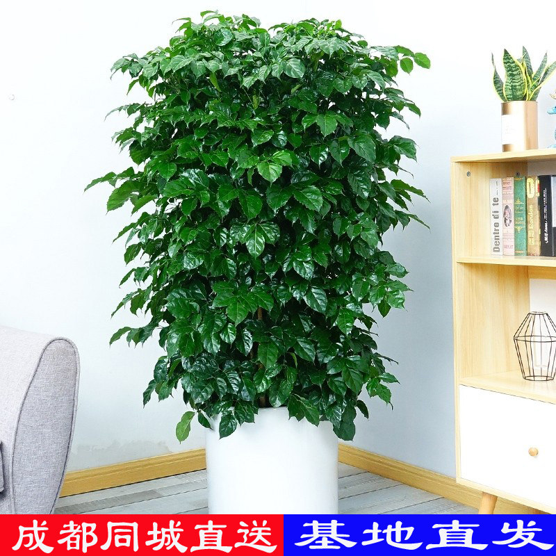 成都同城直送幸福树绿宝客厅办公室商场大绿植盆栽净化空气吸甲醛,鲜花速递/花卉仿真/绿植园艺,大型绿植/成品组合盆栽,淘宝优惠券,粉丝福利购,淘宝优惠卷
