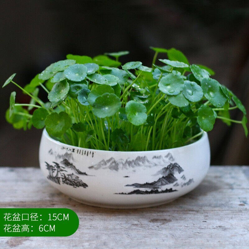 疏影暗香水培铜钱草铜钱草根茎植物玻璃花瓶套餐桌面水养金钱草绿使用感如何?