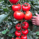 中早熟西红柿种籽蔬菜水果种孑 农科院中杂302红果大番茄种子四季
