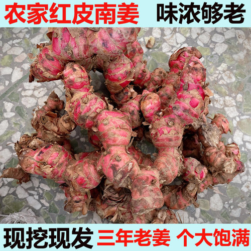 南姜红皮新鲜现挖山姜芦苇姜牛羊肉火锅去膻配料调味潮汕火锅底料