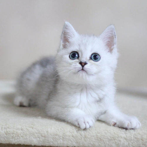 英国短毛猫银渐层活体出售2个月左右宠物猫咪幼猫小猫幼崽猫仔