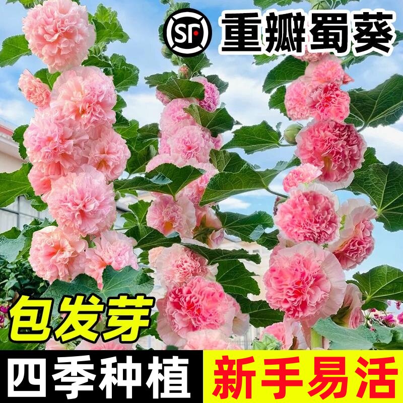 重瓣蜀葵种子花种籽子四季播种开花卉室外庭院种植盆栽花苗花种孑