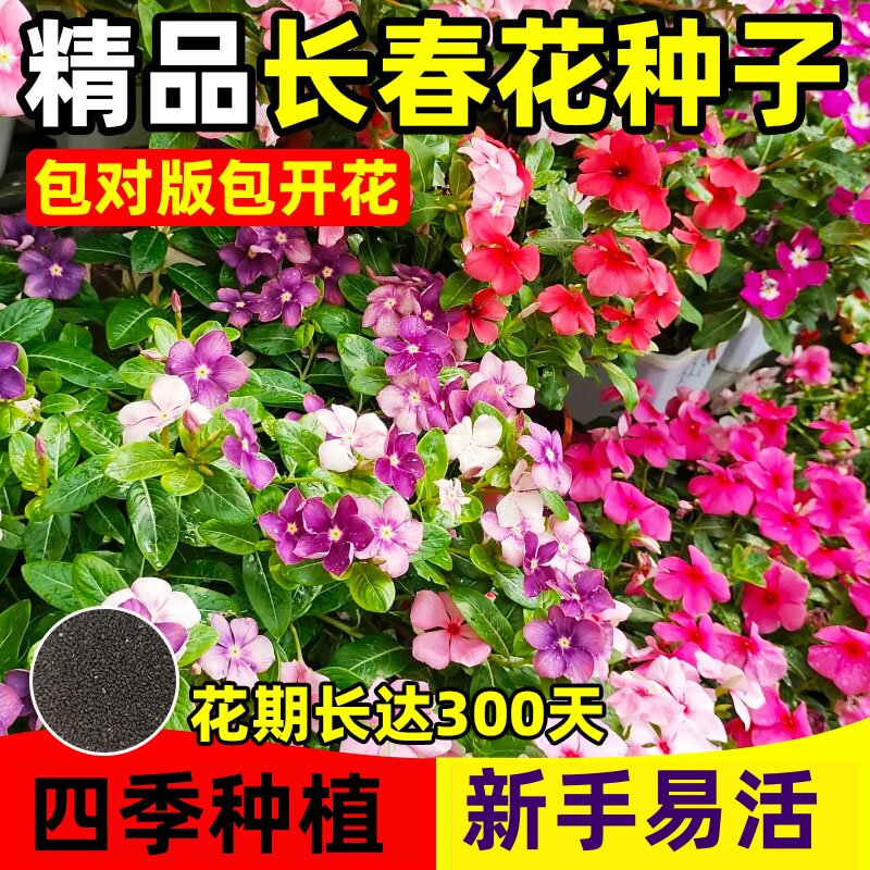 长春花种子五瓣梅花籽四季播种易活庭院景观花海盆栽日日春花卉孑