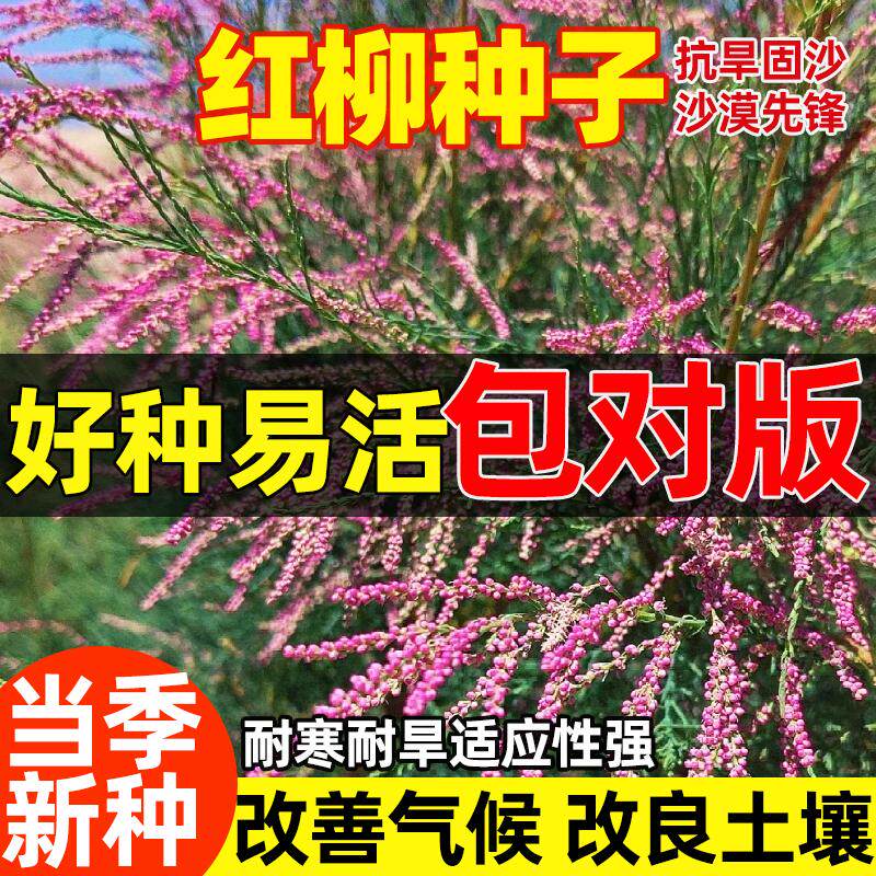 红柳种子多年生怪柳种籽护坡固土防风固沙耐寒耐高温造林专用草种