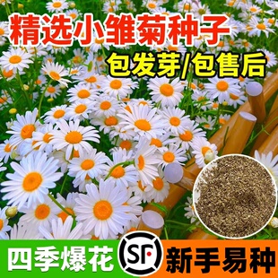 小雏菊洋甘菊花种籽子四季易活花种玛格丽特向日葵室内外盆栽花卉