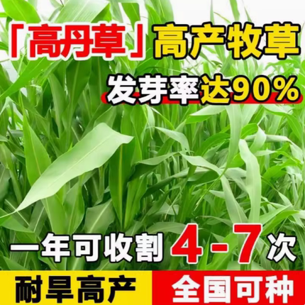 高丹草种籽苏丹草草籽杂交四季高产喂猪牛羊鸡兔养殖鱼草牧草种子