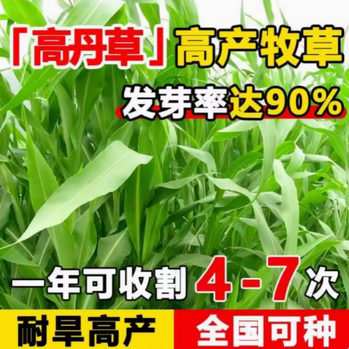 四季苏丹兔鹅鱼吃的饲料春夏牧草