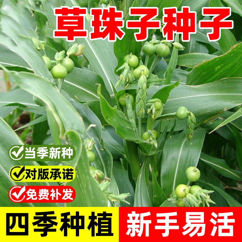 草珠子种子草菩提子串珠子门多年生草本庭院绿化种植观赏花卉种子