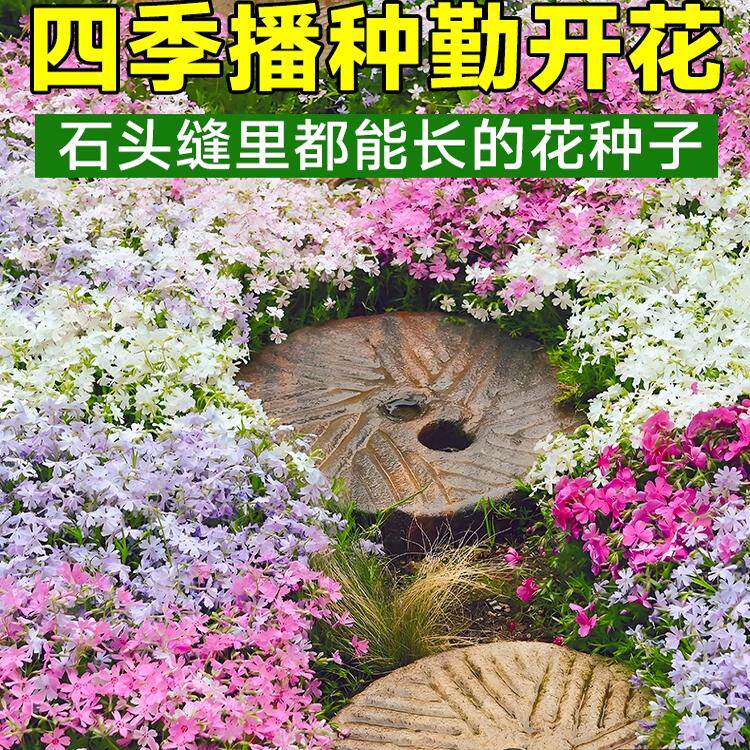 福禄考花种子孑地被植物低矮芝樱花种籽室外庭院花卉四季播种开花