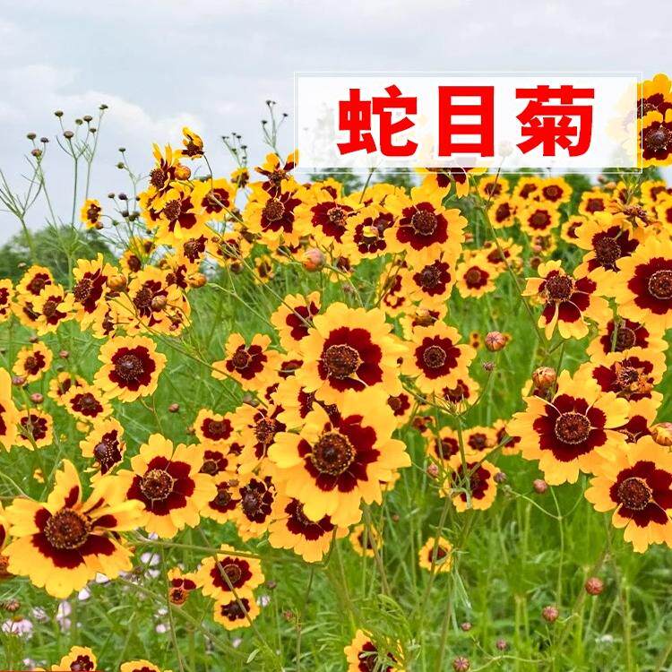 蛇目菊种子耐寒两色金鸡菊花种籽四季播种庭院阳台绿化花卉种籽子