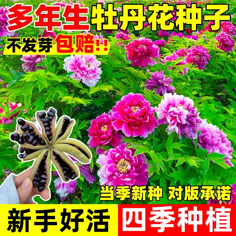 牡丹花种籽四季开花易活正宗洛阳牡丹花种籽重瓣大花庭院盆栽花卉