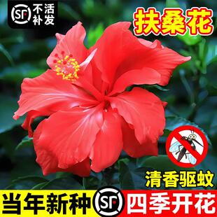 扶桑花种子重瓣大花朱槿牡丹芙蓉花种籽阳台庭院四季开花易活花苗