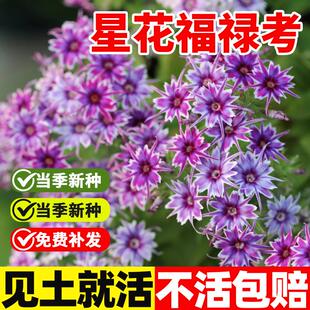 星花福禄考种子混色四季种室外春季秋季好播易种庭院花园花卉种子