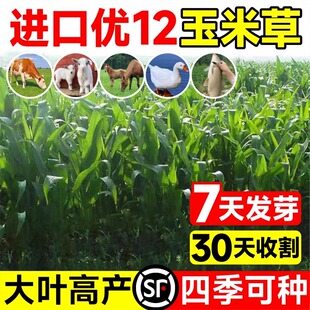进口墨西哥玉米草种子优12阔叶玉米草猪羊牛鱼兔养殖草籽高产牧草