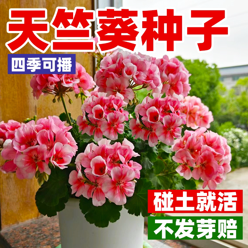 天竺葵种孑重瓣进口花种子籽四季开花盆栽多年生花苗庭院易活花卉