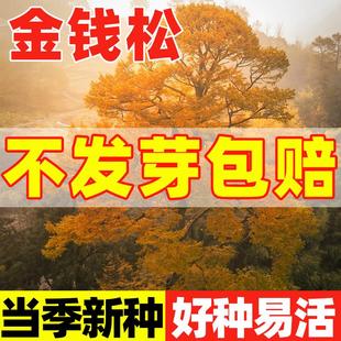 金钱松种子四季长绿树种籽日本落叶松种子黄花松庭院景观绿化种苗