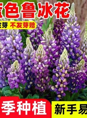 蓝色鲁冰花种子易活多年生草本羽扇豆四季花籽盆栽室外花种子耐寒