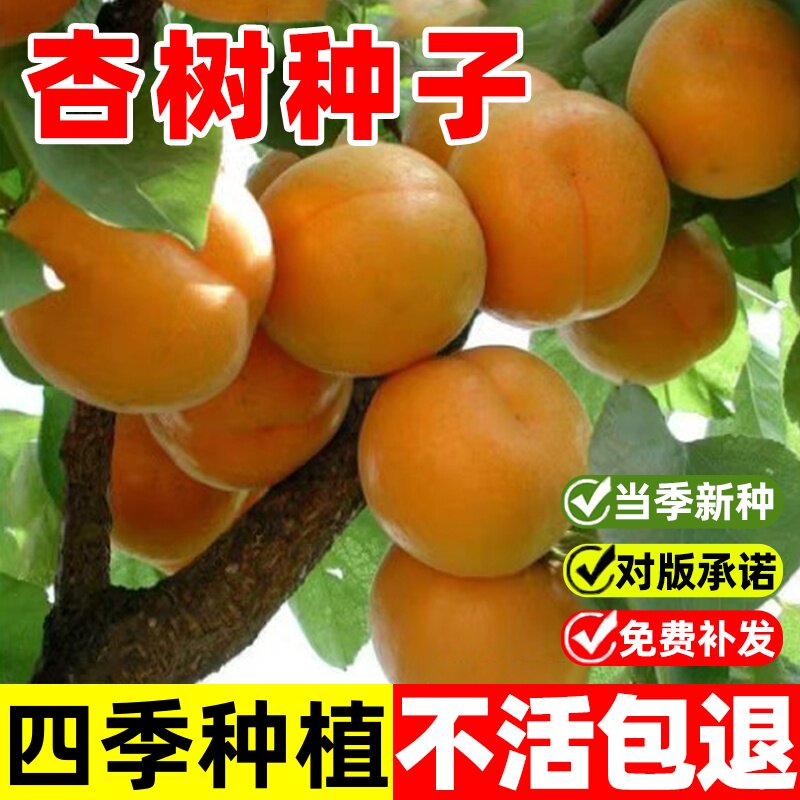 杏树种子果树种子家杏核种子杏子树种子可以嫁接各种优良杏树种籽