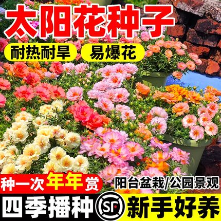 太阳花种孑重瓣花种籽四季种植庭院室外花籽向日葵小雏菊盆栽种子