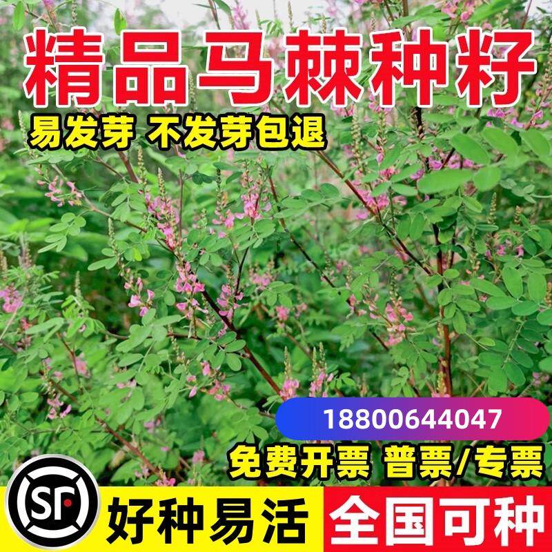 马棘种子灌木草籽护坡固土山边坡紫穗槐刺槐绿化矿山绿化复绿种籽