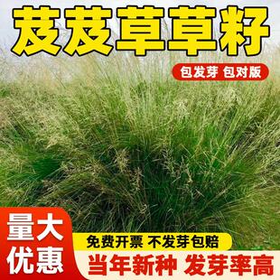 芨芨草种子芨芨草牧草种籽积机草席萁草耐寒旱防风固沙耐盐碱草籽