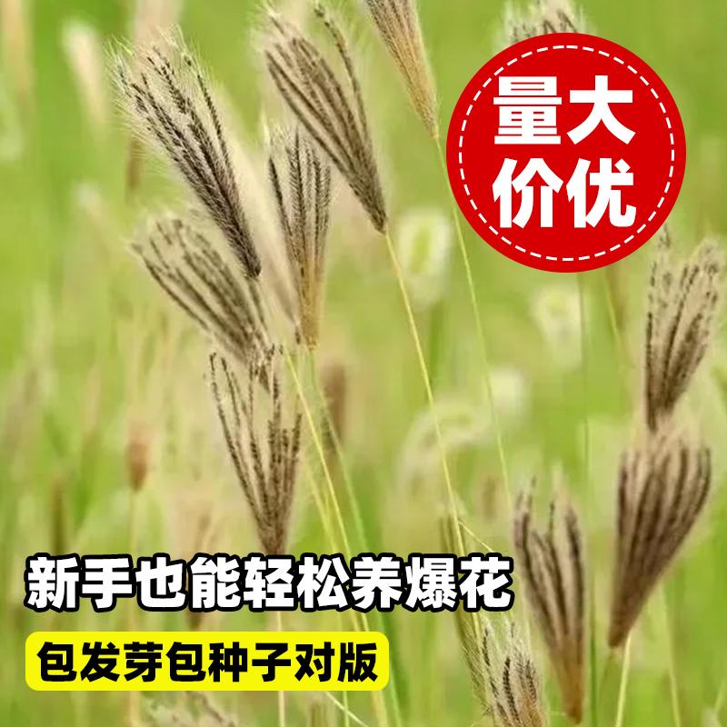 虎尾草种子四季播种牧草种籽花种棒锤草种刷子头盘草种子耐寒耐热
