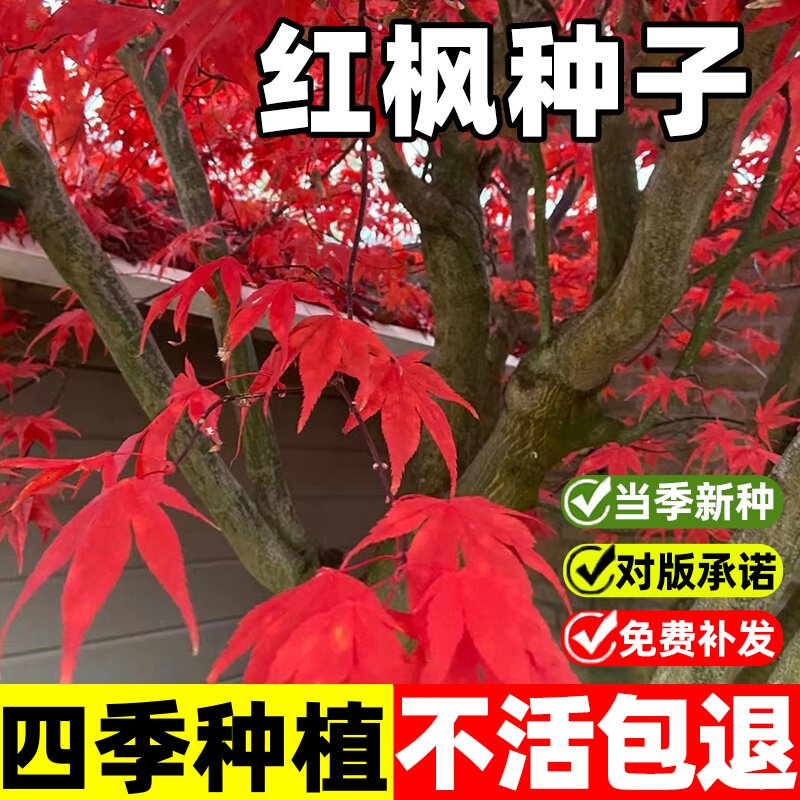 红枫树种子正宗美国红枫种子枫叶鲜红四季种易活庭院护坡灌木种子图片