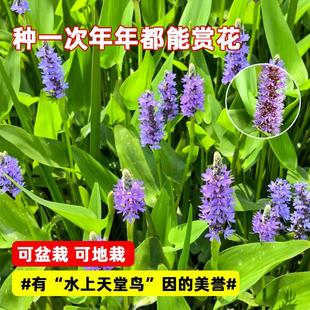 梭鱼草种子水生植物再力花黄菖蒲四季种植净水湿地池塘水草种籽孑