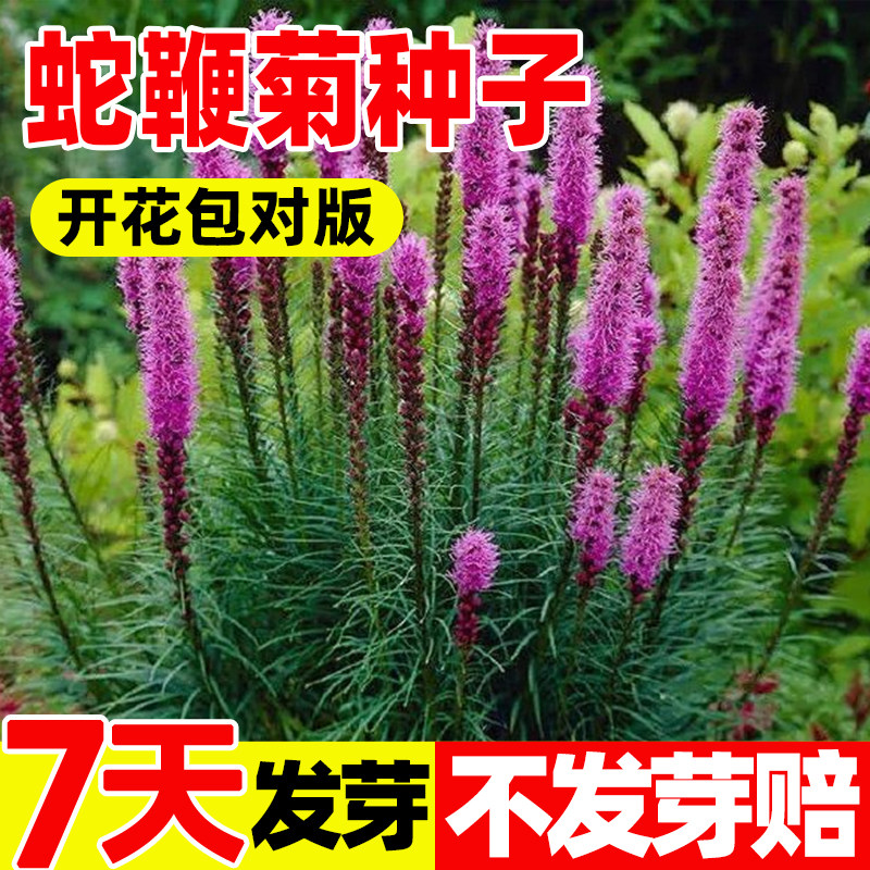 蛇鞭菊种子四季种植庭院阳台盆栽景观绿化花种籽切花花卉草花种孑