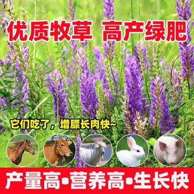 沙打旺种子绿肥草护坡固土防沙耐寒耐旱耐盐碱多年生进口牧草种籽