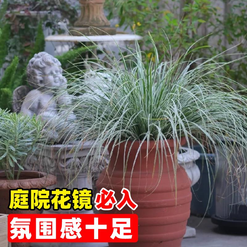 苔草种子四季常青草种籽青绿薹草家庭园艺种子