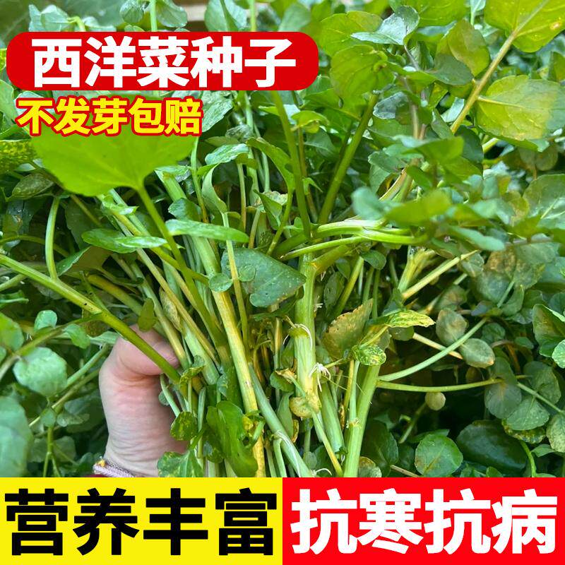西洋菜种籽豆瓣菜种子四季菜种水芥菜蔬菜菜苗孑种苗籽种广东青菜