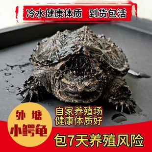 北美小鳄龟苗活物宠物龟观赏龟杂佛食肉龟水龟外塘凶猛小乌龟活物