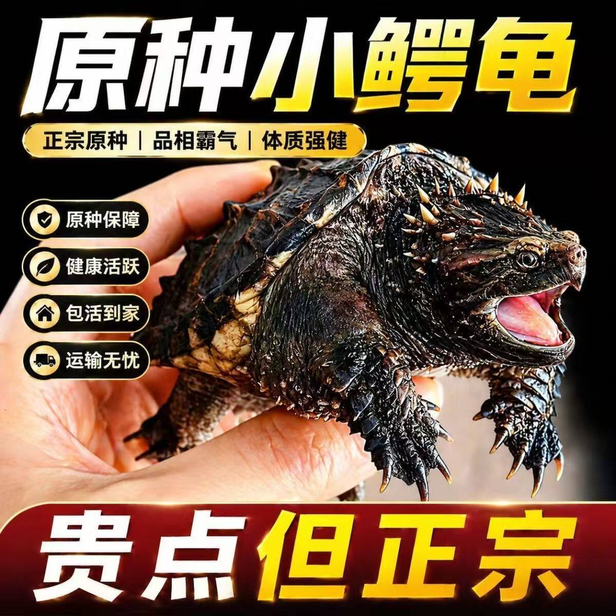 纯血统北美杂佛鳄龟宠物龟活物霸气正宗鳄龟凶猛观赏宠物食肉龟
