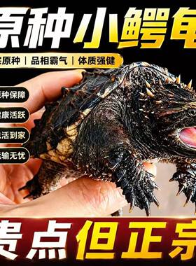 纯血统北美杂佛鳄龟宠物龟活物霸气正宗鳄龟凶猛观赏宠物食肉龟