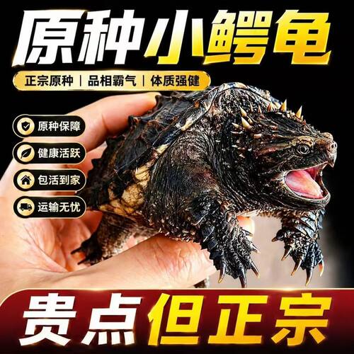 纯血统北美杂佛鳄龟宠物龟活物霸气正宗鳄龟凶猛观赏宠物食肉龟