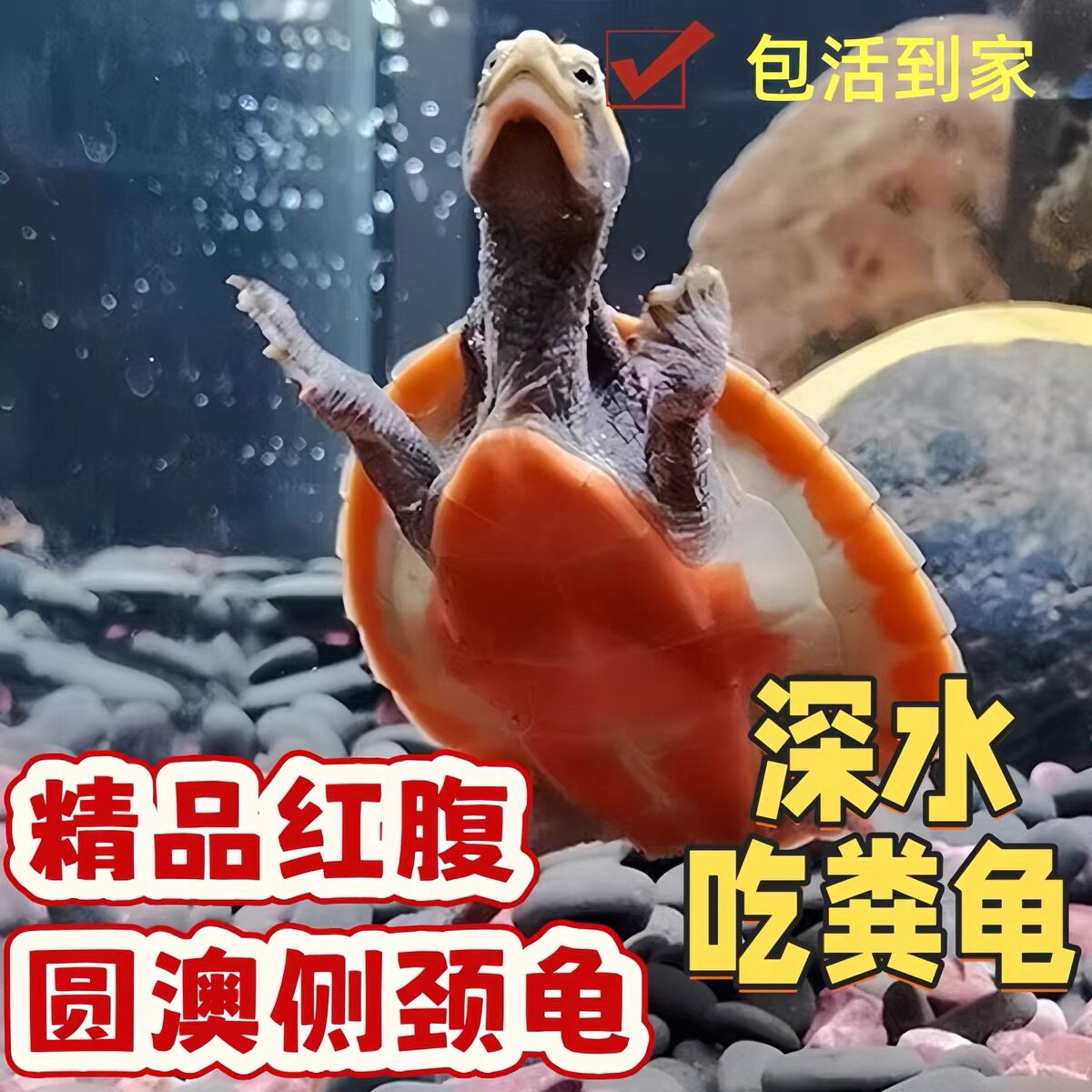 圆澳侧颈龟苗乌龟红腹龟食性龟鱼缸混养小乌龟活物龟黄头忍者神龟