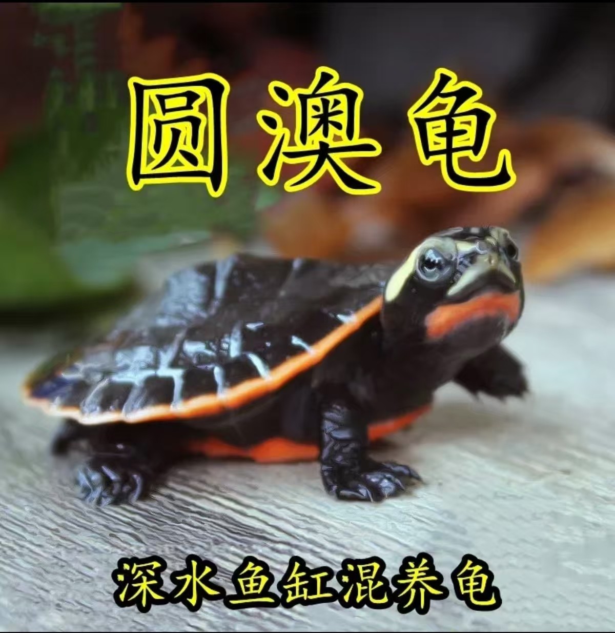 圆澳侧颈龟苗乌龟红腹龟食性龟鱼缸混养小乌龟活物龟黄头忍者神龟,宠物/宠物食品及用品,龟/鳖,淘宝优惠券,粉丝福利购,淘宝优惠卷