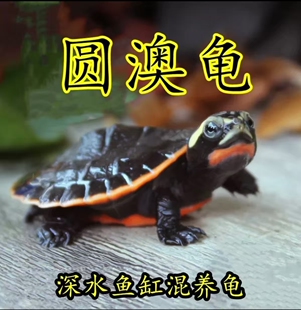 圆澳侧颈龟苗乌龟红腹龟食性龟鱼缸混养小乌龟活物龟黄头忍者神龟