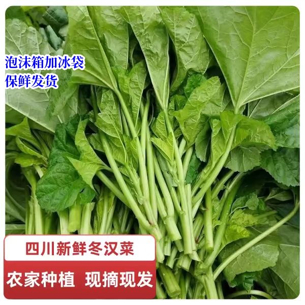 冬寒菜新鲜四川冬寒菜冬汉菜