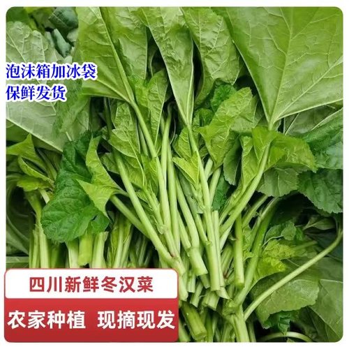 冬寒菜新鲜四川冬寒菜冬汉菜