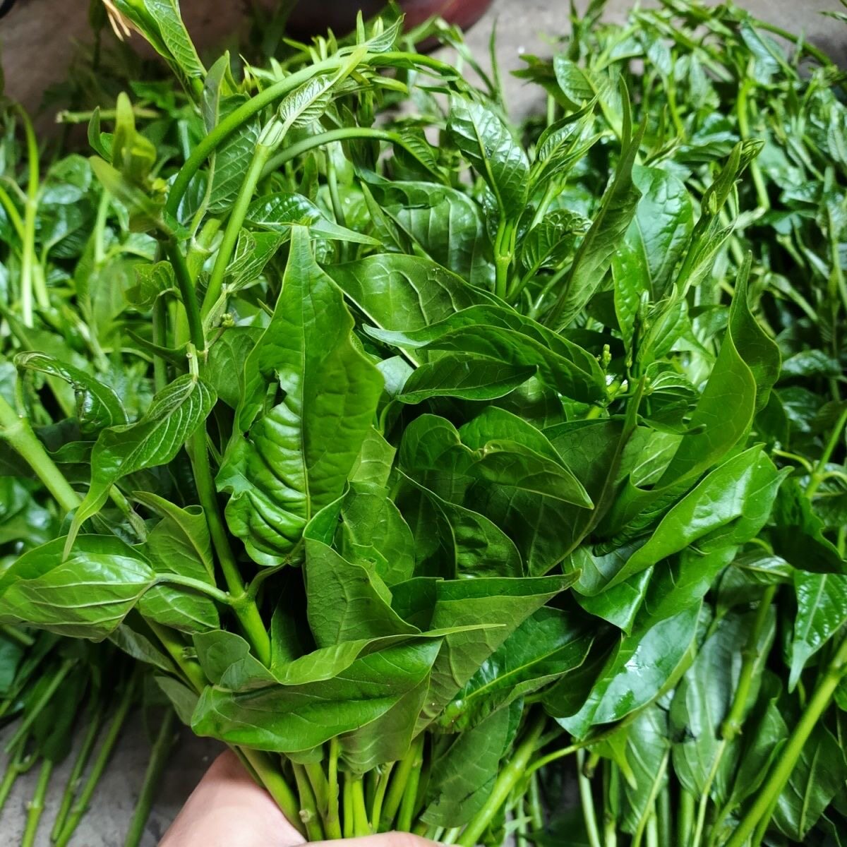 云南苦菜叶德宏傣味特色现摘野菜新鲜苦藤菜叶野菜煮苦甜菜叶非花