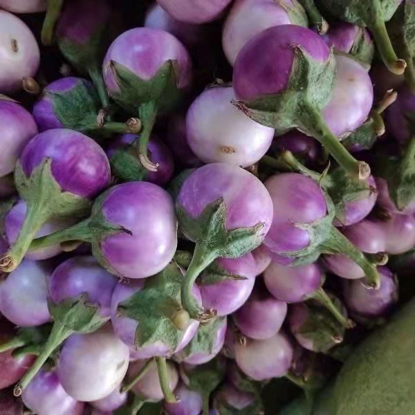 生吃小圆茄泰国紫茄子caphaacuteo tiacutem越南特色云南野菜
