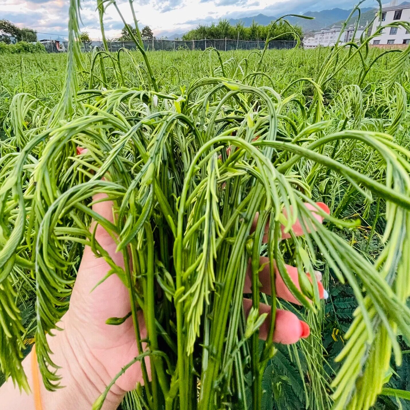 云南臭菜羽叶金合欢傣族吃播德宏红河野菜炒鸡蛋泰国蔬菜新鲜叶子