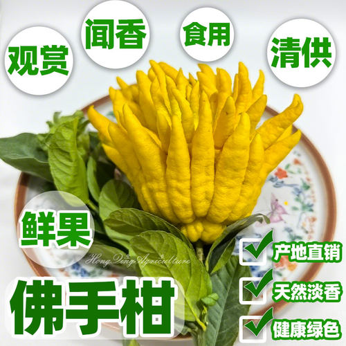 带枝佛手柑广佛手果观赏水培把玩插花新鲜摆件香橼果办公室绿植