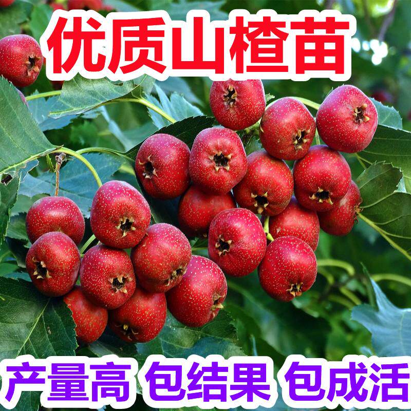 大果甜山楂树活苗盆栽野山里红水果树果苗当年结果南北方耐寒种植