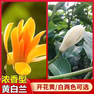白兰花树苗嫁接盆栽黄玉兰室内外植物原土发货不断浓香型黄角兰花