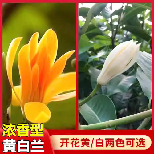 白兰花黄玉兰嫁接盆栽浓香