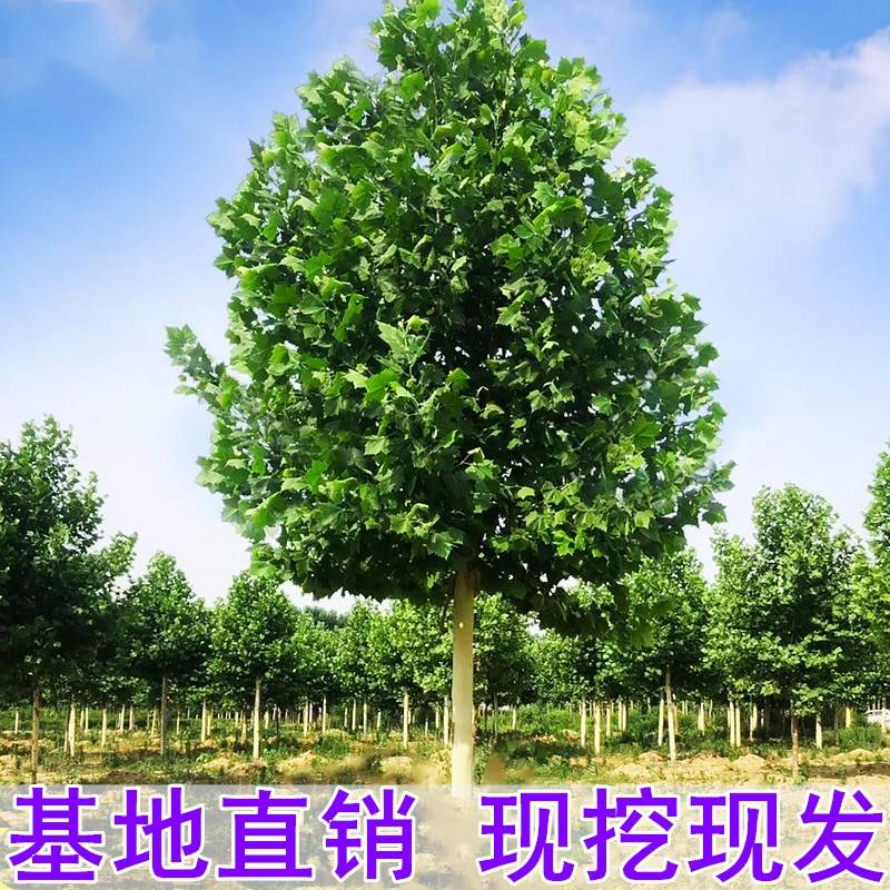 法国梧桐树树苗大树庭院风景树行道园林绿化苗木南方种植青桐法桐